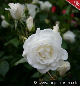 Climbing Schneewittchen