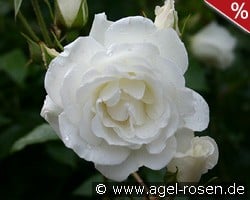 Climbing Schneewittchen kaufen, click for more details Climbing Schneewittchen