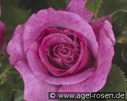 Climbing Violette Parfumée kaufen, click for more details Climbing Violette Parfumée