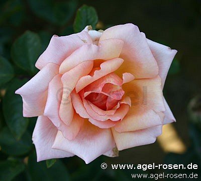 Buy Compassion ® – Climbing Rose – AGEL ROSEN