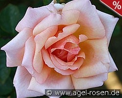 Compassion kaufen, click for more details Compassion