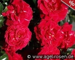 Dacapo kaufen, click for more details Dacapo