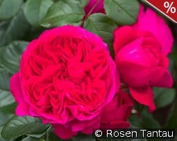 Deep Love kaufen, click for more details Deep Love