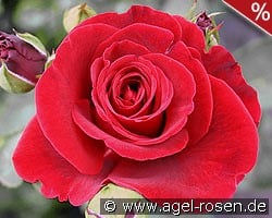 Don Juan kaufen, click for more details Don Juan