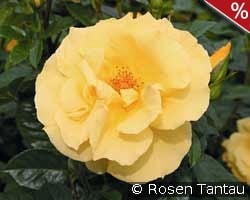 Dukat kaufen, click for more details Dukat