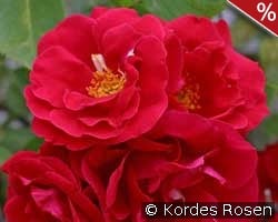 Flammentanz kaufen, click for more details Flammentanz