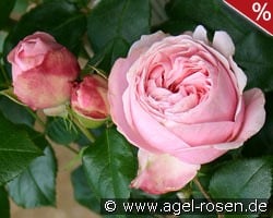 Giardina kaufen, click for more details Giardina