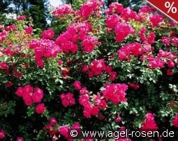 Gites de France syn Hagenbecks Tierpark kaufen, click for more details Gites de France syn Hagenbecks Tierpark