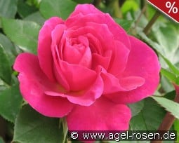 Gloriana kaufen, click for more details Gloriana