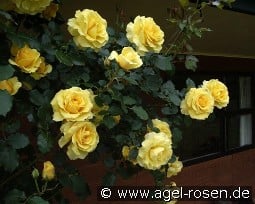 Gold Bunny Climber kaufen, click for more details Gold Bunny Climber