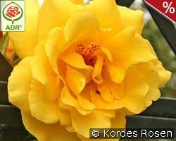 Golden Gate kaufen, click for more details Golden Gate