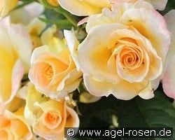 Golden Glory kaufen, click for more details Golden Glory