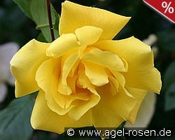 Golden Showers kaufen, click for more details Golden Showers