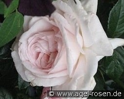 Graciosa kaufen, click for more details Graciosa