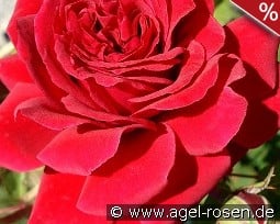 Grand Award syn. Götterfunken kaufen, click for more details Grand Award syn. Götterfunken