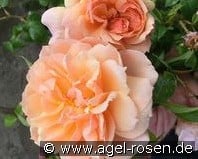 Gret's Joy kaufen, click for more details Gret's Joy