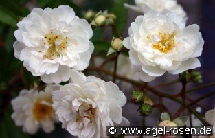 Guirlande d'Amour