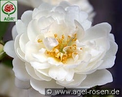 Guirlande d'Amour kaufen, click for more details Guirlande d'Amour