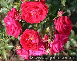 Hamburger Phönix kaufen, click for more details Hamburger Phönix