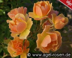 Happy Dance kaufen, click for more details Happy Dance