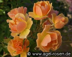 Happy Dance kaufen, click for more details Happy Dance