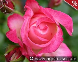 Harlekin kaufen, click for more details Harlekin