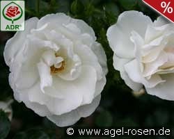 Hella kaufen, click for more details Hella