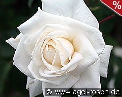 Ilse Krohn superior kaufen, click for more details Ilse Krohn superior