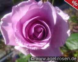 Indigoletta kaufen, click for more details Indigoletta