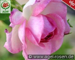 Jasmina kaufen, click for more details Jasmina