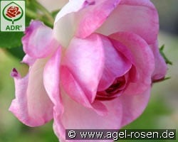 Jasmina kaufen, click for more details Jasmina
