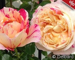 Julie Andrieu syn. Claude Monet Clbg. kaufen, click for more details Julie Andrieu syn. Claude Monet Clbg.