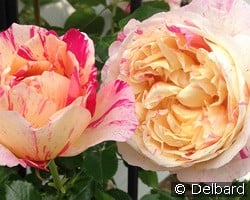 Julie Andrieu syn. Claude Monet Clbg. kaufen, click for more details Julie Andrieu syn. Claude Monet Clbg.