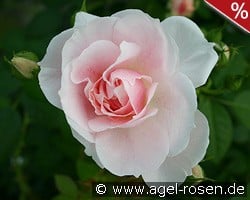 Kir Royal kaufen, click for more details Kir Royal