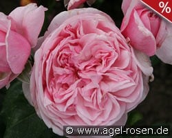 Kiss me Kate kaufen, click for more details Kiss me Kate