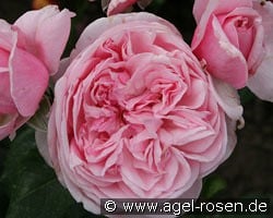 Kiss me Kate kaufen, click for more details Kiss me Kate
