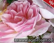 Kloster Altzella kaufen, click for more details Kloster Altzella