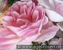 Kloster Altzella kaufen, click for more details Kloster Altzella