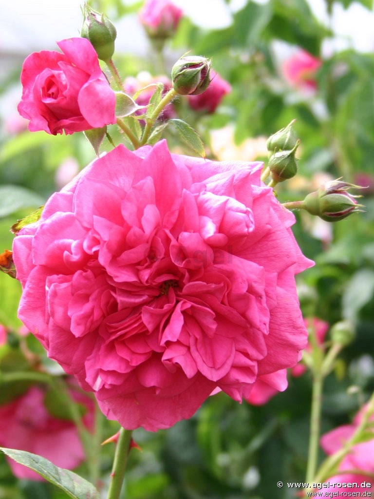 Buy Laguna ® – Climbing Rose – AGEL ROSEN