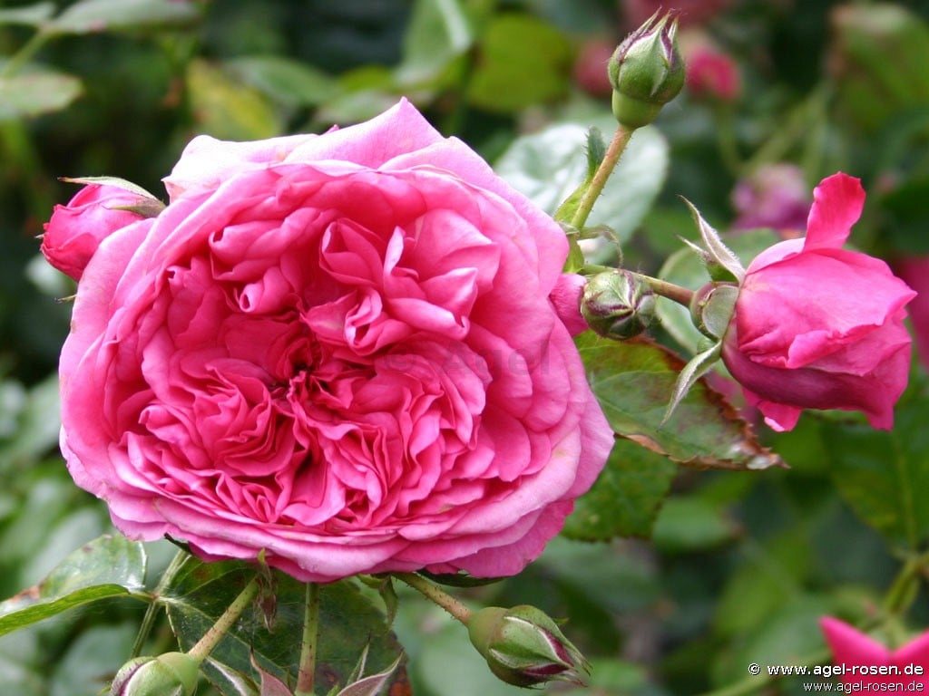 Buy Laguna ® – Climbing Rose – AGEL ROSEN