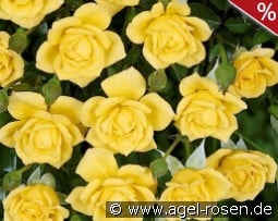 Laura Ford kaufen, click for more details Laura Ford