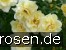 Leverkusen