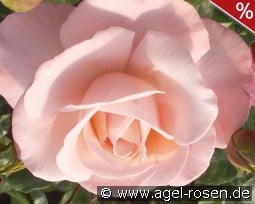 Mamma Mia kaufen, click for more details Mamma Mia