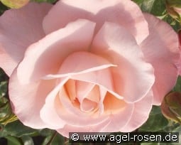 Mamma Mia kaufen, click for more details Mamma Mia