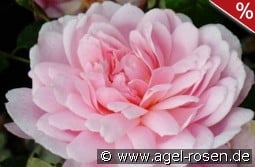 Mary Delany kaufen, click for more details Mary Delany
