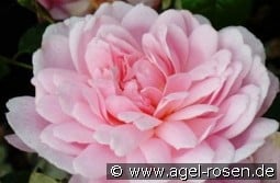 Mary Delany kaufen, click for more details Mary Delany