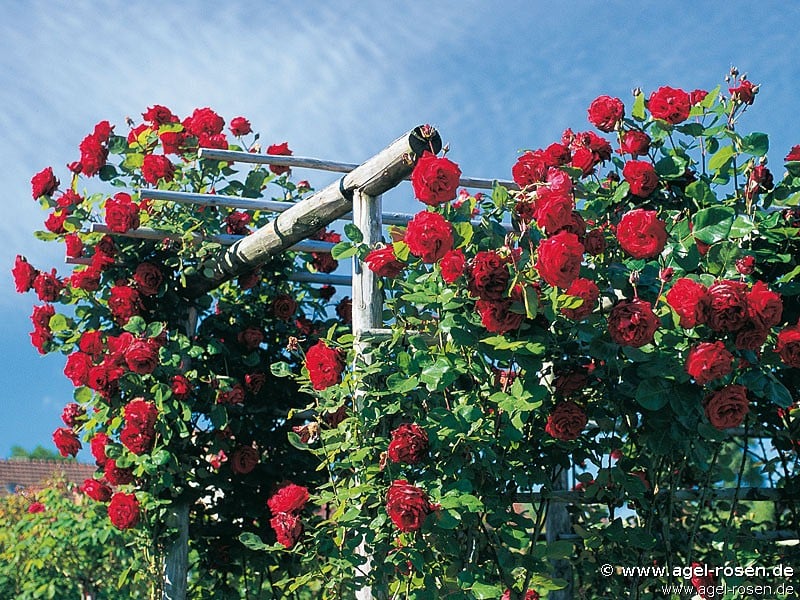 Buy Messire Delbard ® – Climbing Rose – AGEL ROSEN