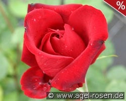 Messire Delbard kaufen, click for more details Messire Delbard