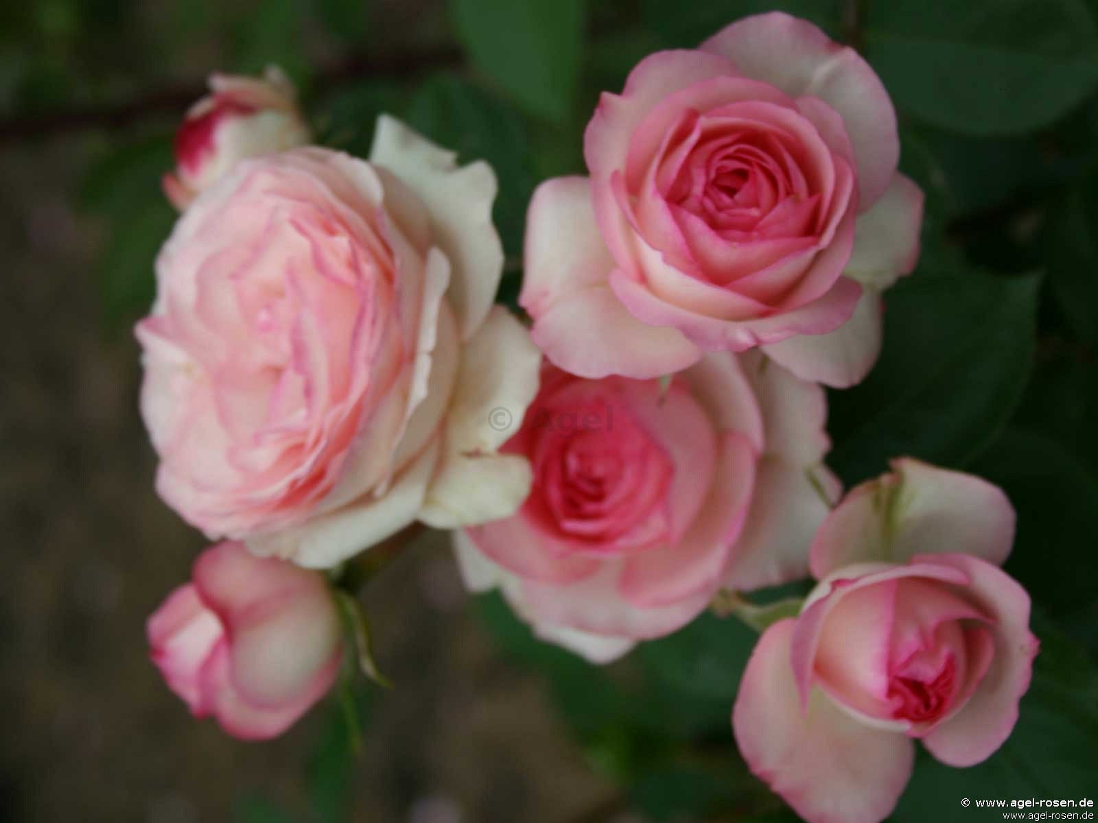 Climbing Rose Mini Eden  81488