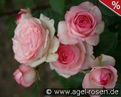 Mini Eden kaufen, click for more details Mini Eden